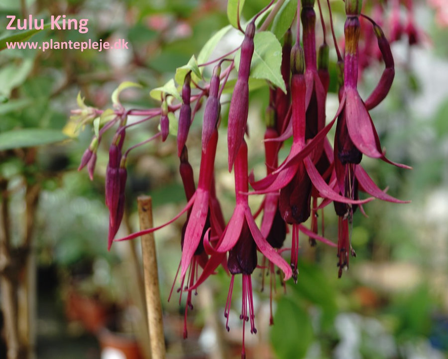 Fuchsia liste 2020 (her ses fotos af en mindre del af de fuchsia vi producere)