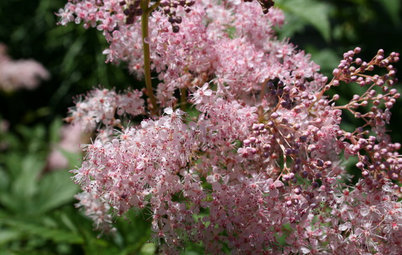 Great Design Plant: Discover Queen of the Prairie's Sweet Aroma