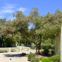 Plants