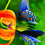 Kim Gardier's photo
