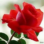 Kathy McDow's photo
