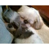 Fera Cetinel's photo