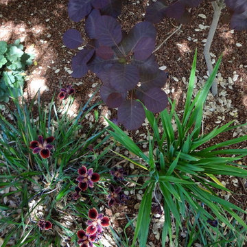 Burlingame, CA - Simson's Mediterranean & California Native Plants Garden