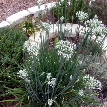 Hill Country Vegetable Garden