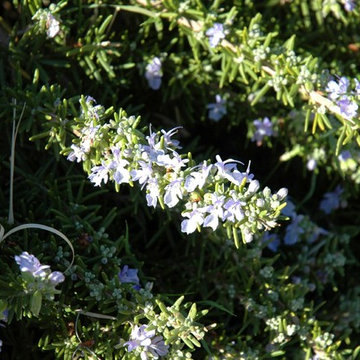 Southwestern Plants