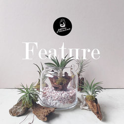Terrarium in shapes - Products
