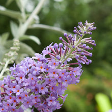 Plantes