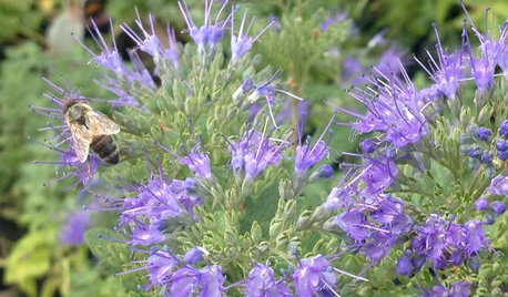 9 Autumn Plants Pollinators Will Love