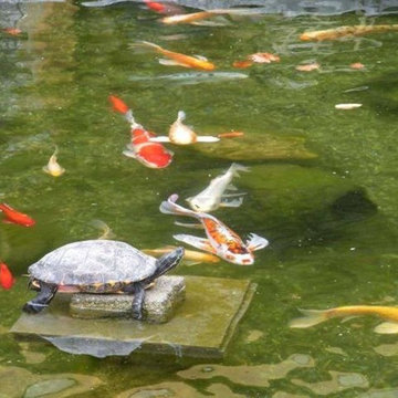 Custom Pond & Water Feature Installations