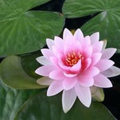 Lisa Vento's photo
