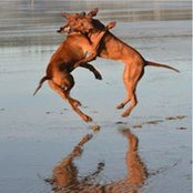 Ginger Halmon Batess foto