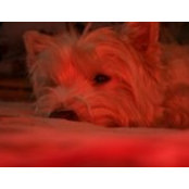 Photo de Teddy Lazybones