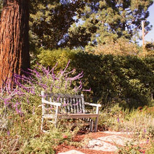elaine's backyard
