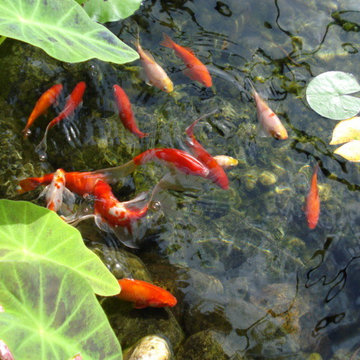 Water Features