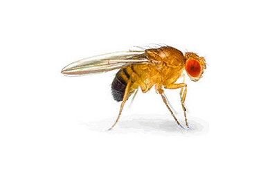 Flies