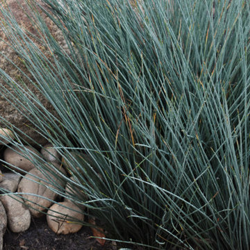 Poway CA-Native Landscape