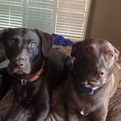 Cheryl Davis's photo