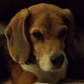 Foto von Jodi Smith - Shepeck