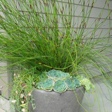 Potted Plants