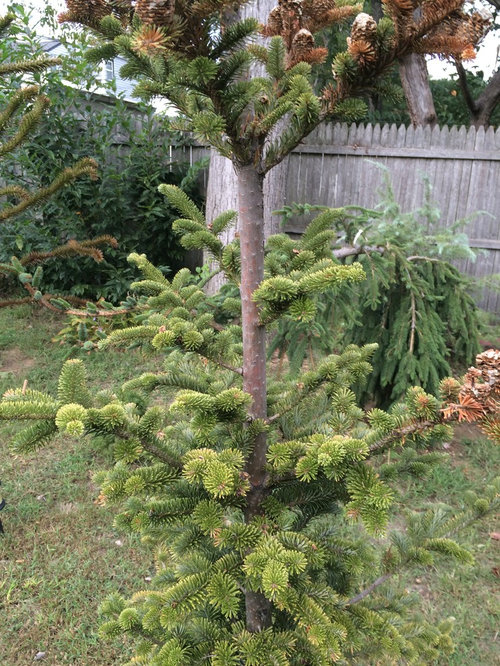 Yellowing and brown needles on Fir Tree