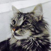 Robin Kovalevich's photo