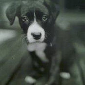 Michael Hoolahan's photo