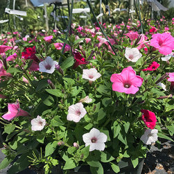 Current Featured Plants - Products