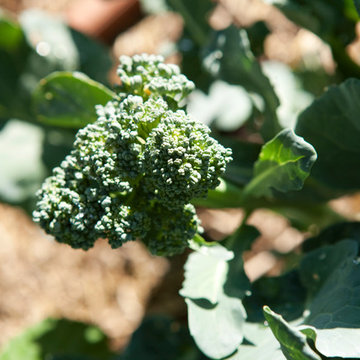 Edible Landscapes