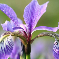 Native Plants - Products