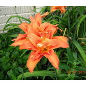 Joan O'reilly's photo