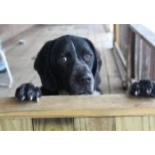 Sandra Boucher's photo