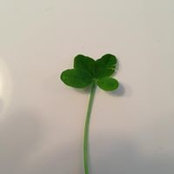Sarah Morgan's photo
