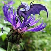 Catherine Lothian's photo
