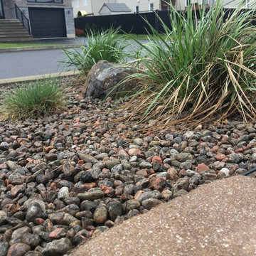 Feather-Reed Grass Growing-River rocks