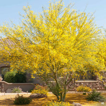 2024  Backyard Bark Area