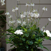 Patio pots