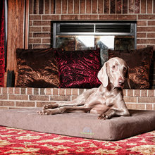 best dog beds