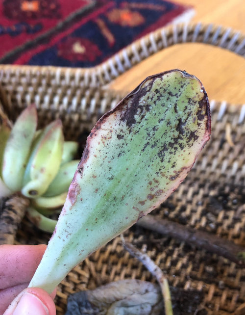 Help! What is killing my plants?