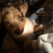 Foto von Lisa Curdy-Comstock