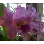 Judith Torres-Chacon's photo