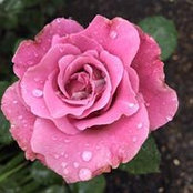 Cathy Iovine's photo