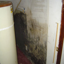 How To Get Rid Of Mold