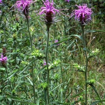 Liatris Squarrosa