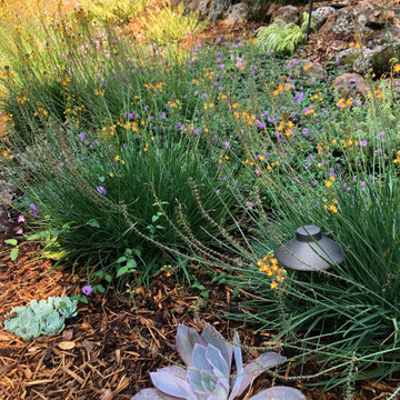 Orinda Oak Forest Landscape and Lighting