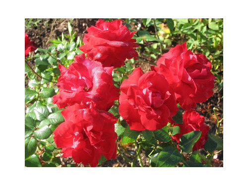 Lets Talk Roses Marie Pavie