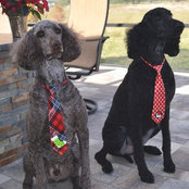 Dave Fleming's photo