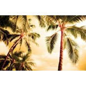 Timea Bacsi's photo