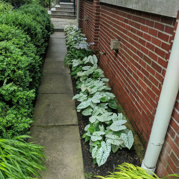 a shady path