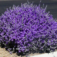plsgarden