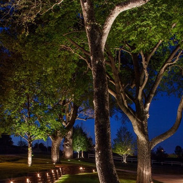 Tree Uplighting